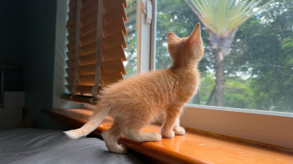 Tabasco safe indoors at his new home in Morningside, looking out a window