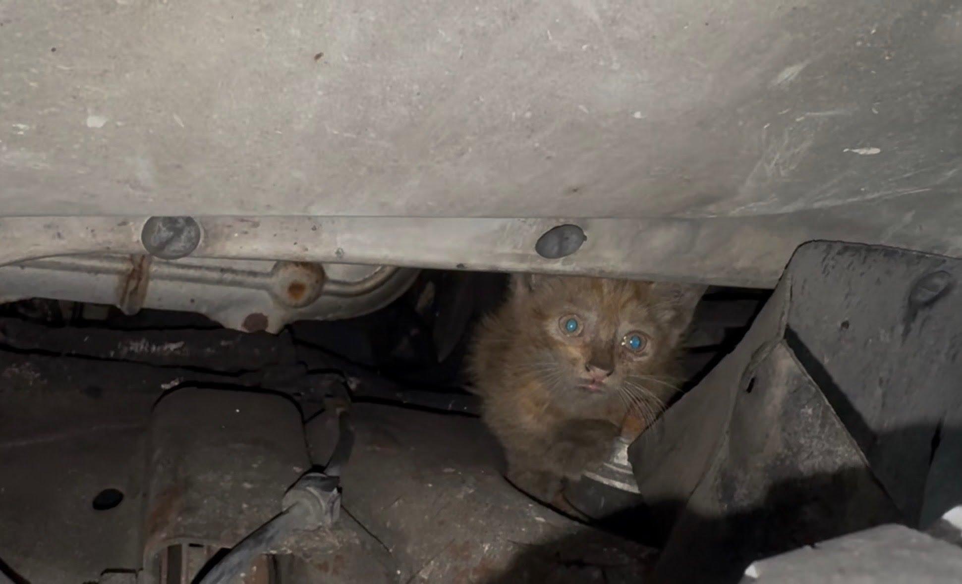 Tabasco, a small orange kitten, hiding beneath a car in Little Havana